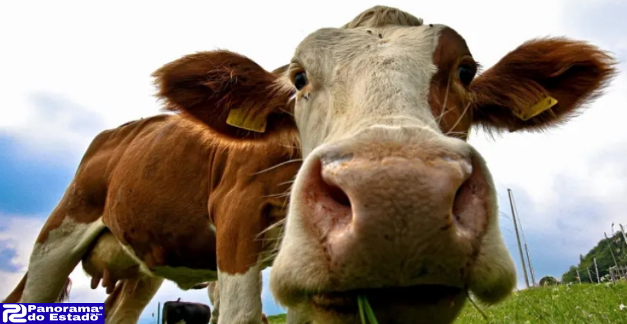 Preço mundial da carne bateu recorde enquanto leite e do açúcar caem