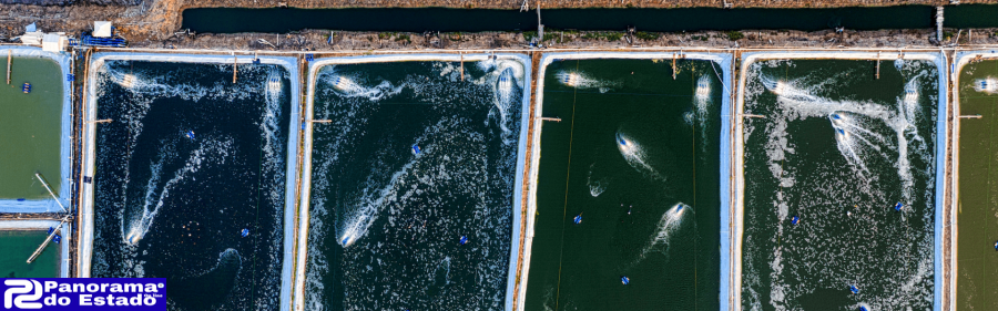 Produção aquícola em águas brasileiras cresceu 20% em 2024, aponta novo boletim do setor